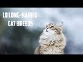 10 Long-Haired Cat Breeds | Animals Unlimited | Sameer Gudhate | Utekar Fisheries Pvt. Ltd.
