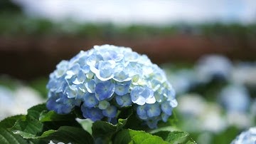 Cánh đồng hoa Cẩm Tú Cầu Đà Lạt