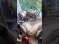 さらけ出す猫　Too bold cat #funnycat #cat #MAMAMOO