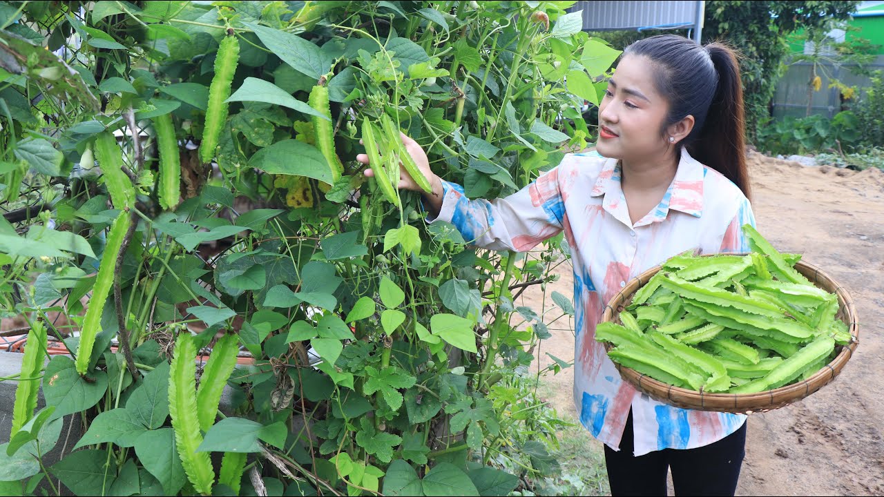 Harvesting Winged bean for cooking / Winged bean recipe / Cooking with