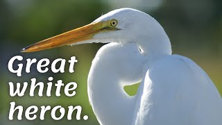 Great white heron.