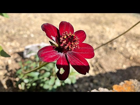 花 チョコレートコスモスの育て方 摘芯 地植え Youtube