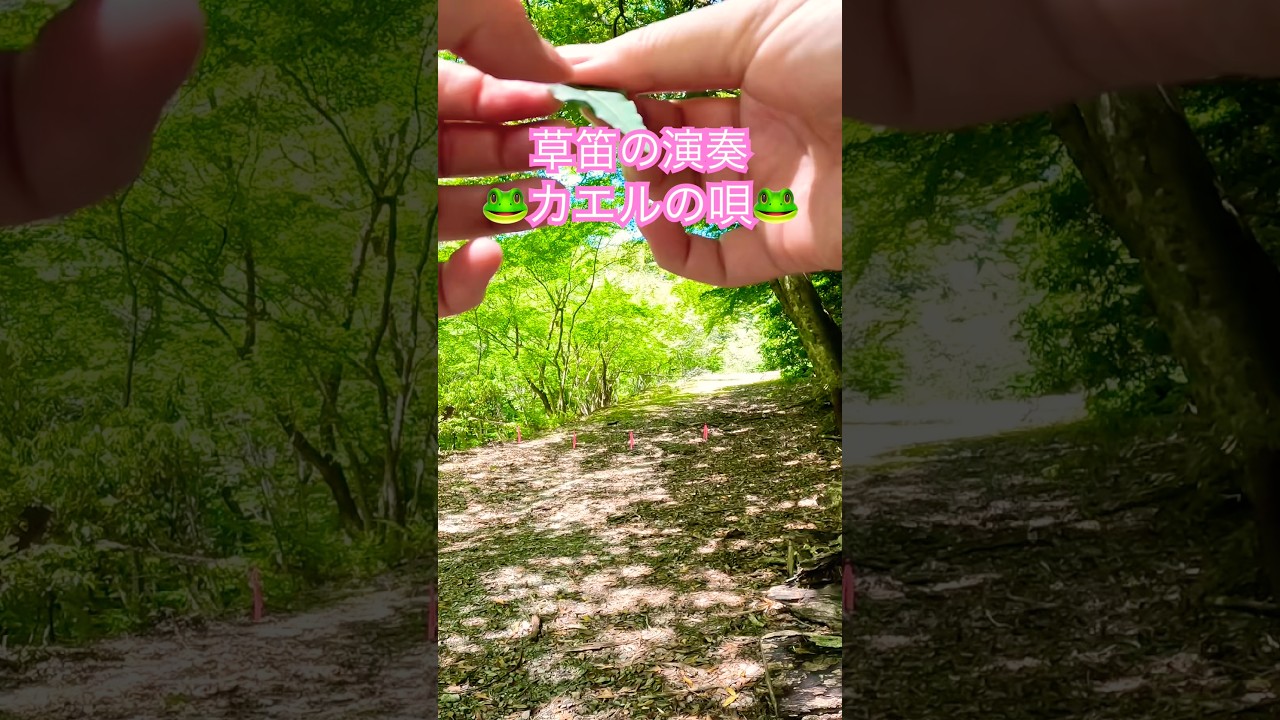 伊豆の山奥で草笛演奏・カエルの唄🐸