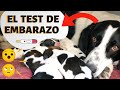 🛑Como SABER si mi PERRA esta EMBARAZADA/PREÑADA ⏩ Hay [ 3 ] Formas de CONFIRMAR el EMBARAZO CANINO✅