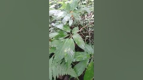 Củ sâm rừng 2 Lạng 4 bao kiểm định mời các bác siêu tầm gọi 0377965679 e Nguyệt đây là video gốc