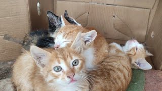 Kittens sleeping in a cardboard box Mama Cat wasn't there