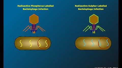 Hershey and Chase Experiment