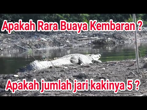 Video: Jari-jari kaki pada kaki belakang buaya disebut?