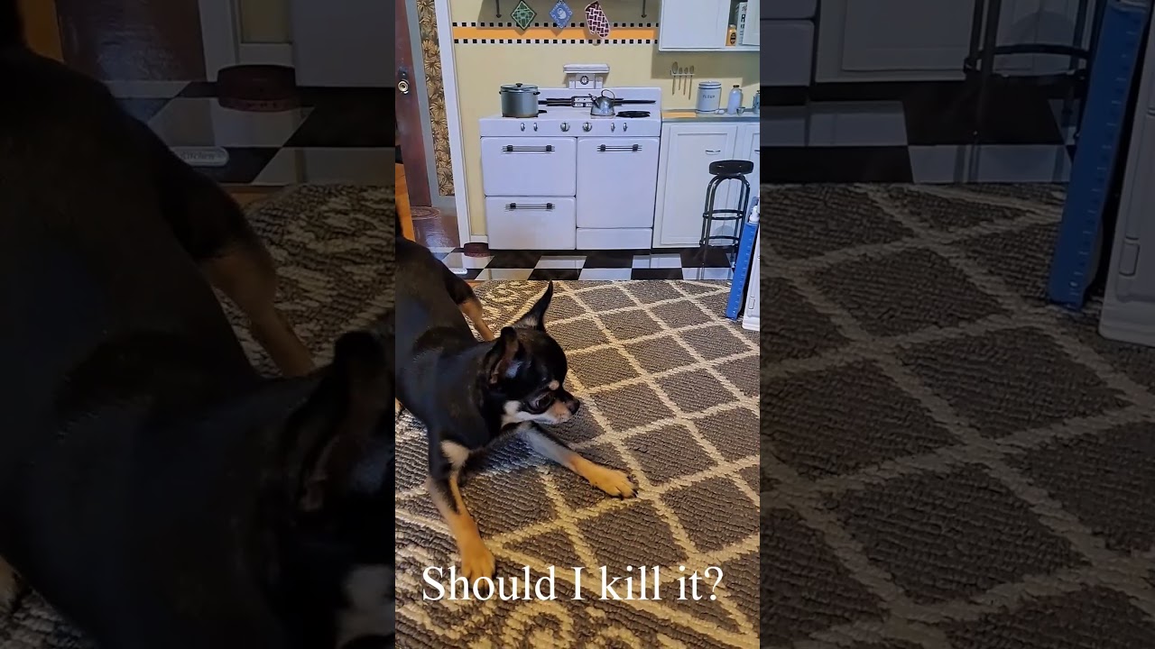 Tiny Chihuahua vs Frog Toy! 