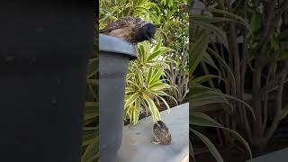 Mama And Young Bulbul
