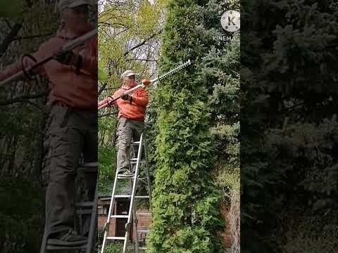 Стрижка туи, конус,