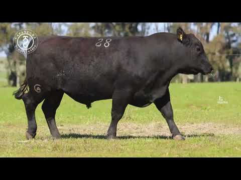 LOTE 28