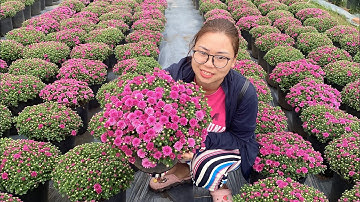 Trồng thành công cúc mâm xôi hàn quốc tại Bến Tre. 0988000395