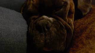 Boxer Pup Snoring in 4k HDR