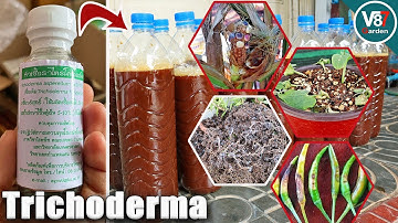 How to Use Trichoderma That You Never Know