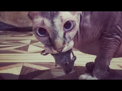 Сфинкс и жако