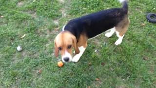 Beagle vs Cane corso