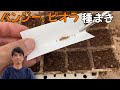 花農家がやっている【パンジー、ビオラ】の種まき｜百均で買える材料でやってみました！