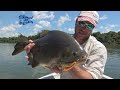 Pesca de Pacúes, Dorado, Salmón y Surubí en Ita Ibaté (Corrientes)