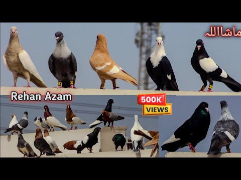 World Most Beautiful Fancy Pigeon | Hajji Mosa King | The King Of Pigeon | Kabootar