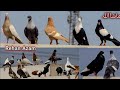 World most beautiful fancy pigeon  hajji mosa king  the king of pigeon  kabootar