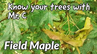 Field Maple
