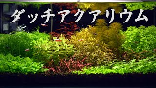 【ダッチアクアリウム】砂利（マスターサンド）で水草を育てたい！【60cm水槽 #1】