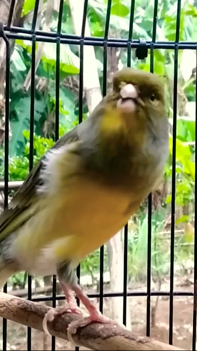 canary bird || burung kenari || bon gereja