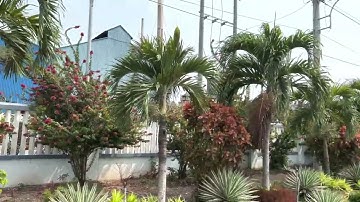 MS16 Bán nền đất mặt tiền nhựa đường vào cảng cá Vàm Láng