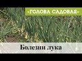 Голова садовая - Болезни лука