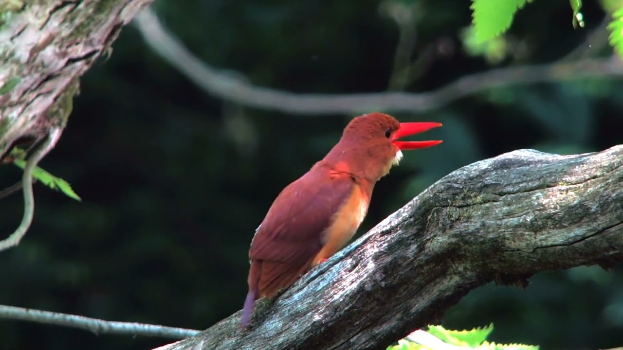 Ruddy Kingfisher Hunting & Calling — Stunning Wildlife Moments in Action