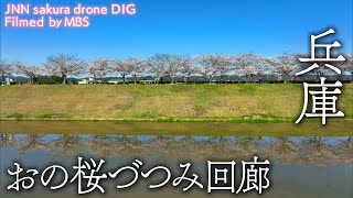 おの桜づつみ回廊 兵庫県小野市 【JNN sakuraドローンDIG】