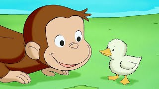 Jorge y el patito | Jorge El Curioso En Español