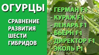 Огурец. Сравнение развития гибридов Ленара, Бьёрн, Кураж, Герман, Директор, Эколь на 20 июня 2021.