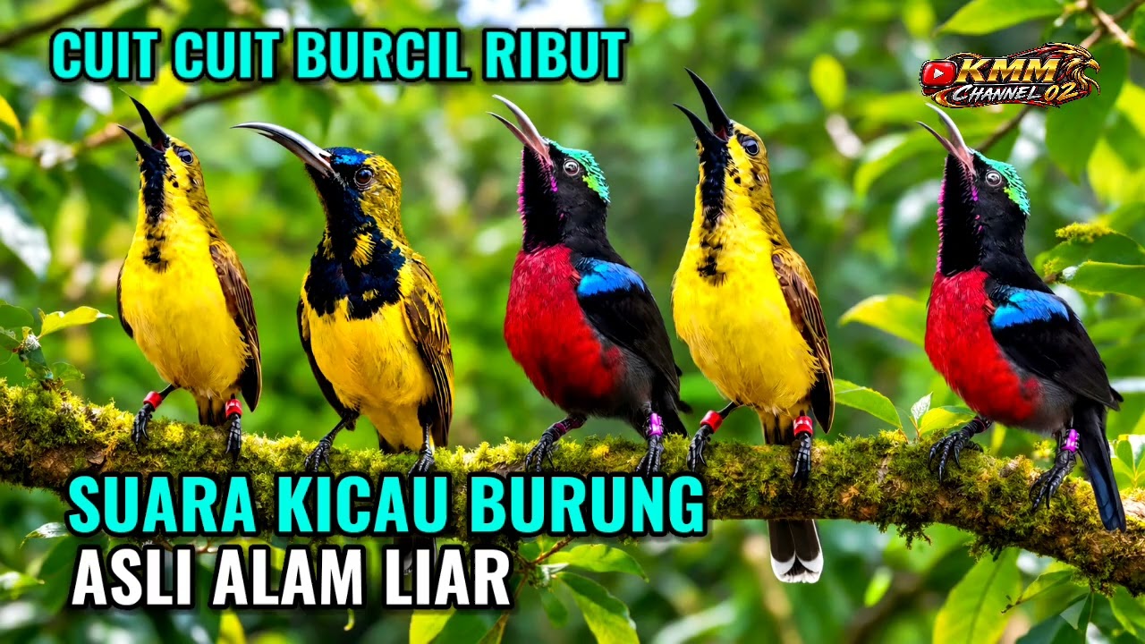Suara pikat sogon konin paling ampuh‼️ Cuit cuit burcil ribut