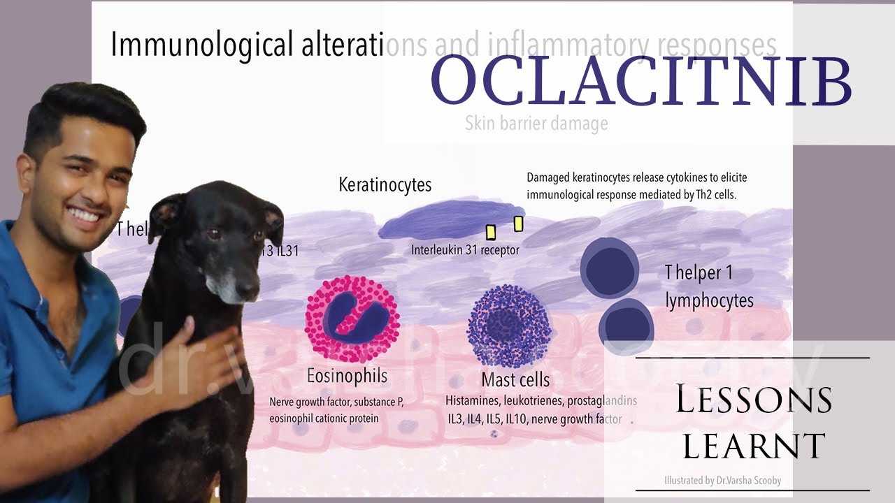 Oclacitnib | Apoquel | Canine atopy | veterinary pharmacology - YouTube