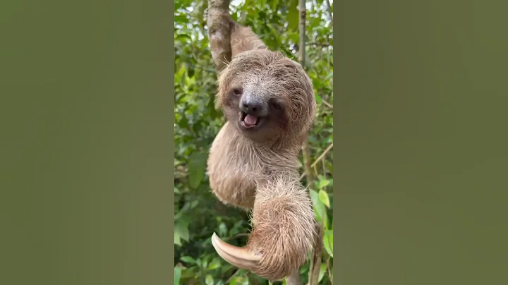 A Sloth Face as you have never seen I Funny Videos