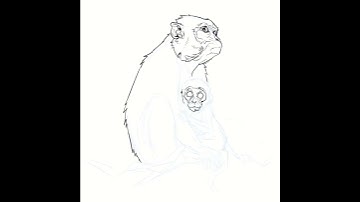 Monkey Sketch Timelapse