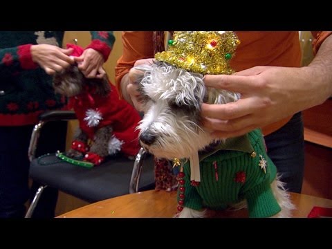 Video: „Ugly“atostogų megztiniai šunims