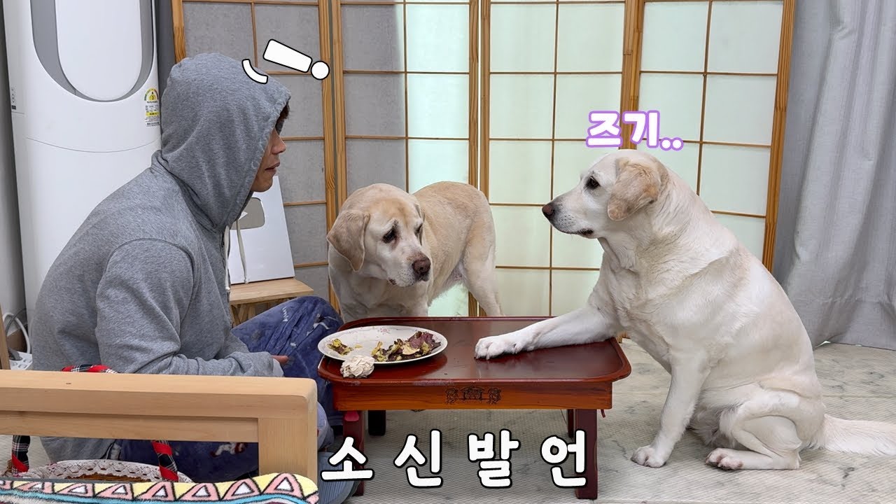 고구마 한 개밖에 못 먹은 리트리버의 충격적 소신 발언