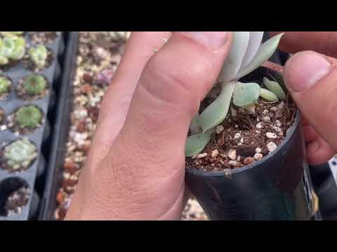 Vidéo: Echeveria 'Lola' Plant Care - Comment faire pousser une plante succulente Lola