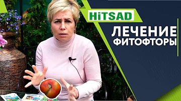 Фитофтора и Народные средства лечения 🍅 Фитофтороз на Помидорах  🍅