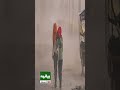 Severe Storm Wreaks Havoc | Walls and Roofs Collapse, Girl Dies, Many Injured in Pakistan