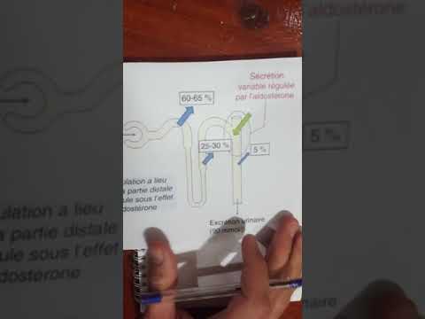 Vidéo: L'insuline pousse-t-elle le potassium dans les cellules ?