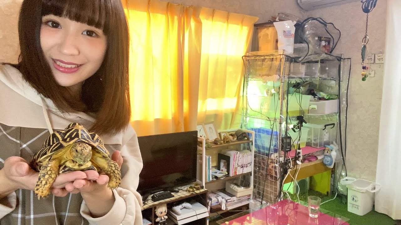 ルームツアー】爬虫類女子の飼育部屋を紹介してみた！ - YouTube
