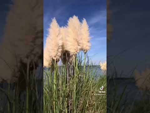 Video: Är pampas gräs på riktigt?