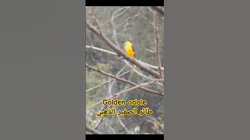 طائر الصفير الذهبي من اجمل الطيور ذات الصوت الجميل 