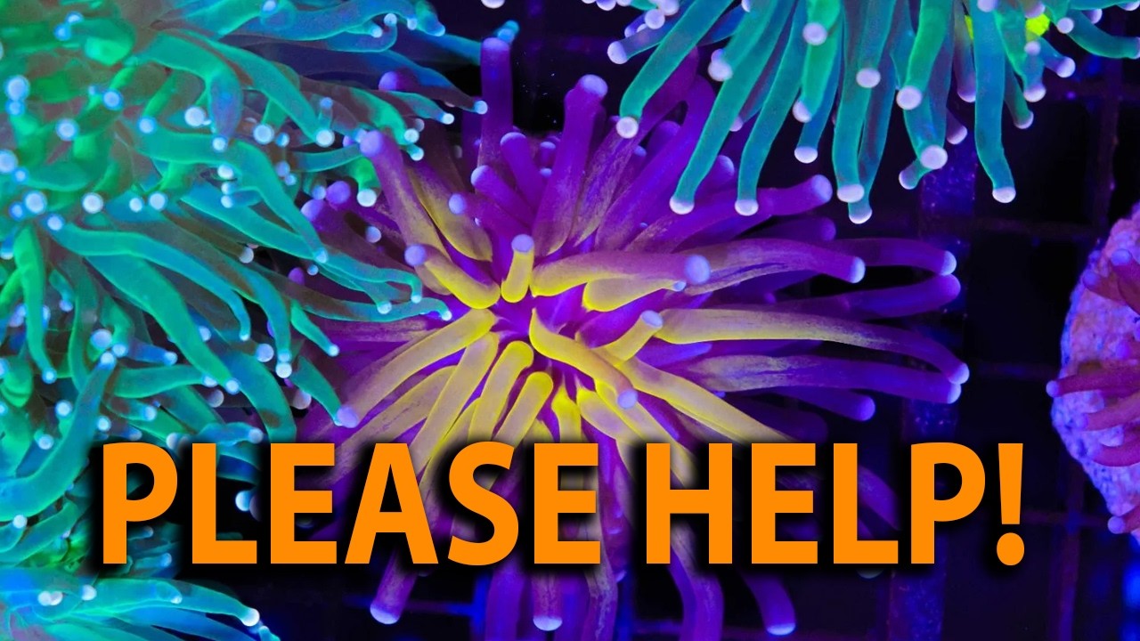 A Wacky Aquarium Store Owner Begs For Help