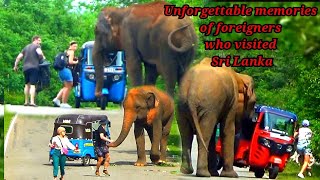 OMG😱|Wild elephant troubles that foreign tourists have never experienced😱😮