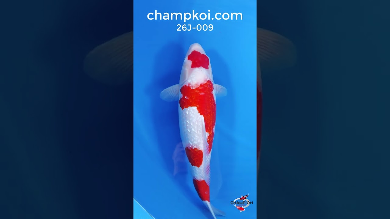 26J-009: 55cm Sakazume Ginrin Kohaku | ChampKoi - Champion Nishikigoi